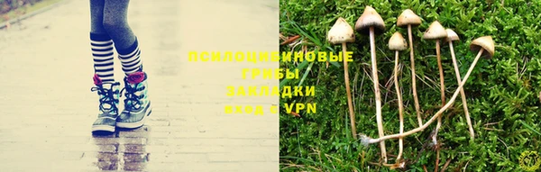 прущие грибы Дмитровск